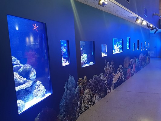 Aquarium - The Reef Gallery