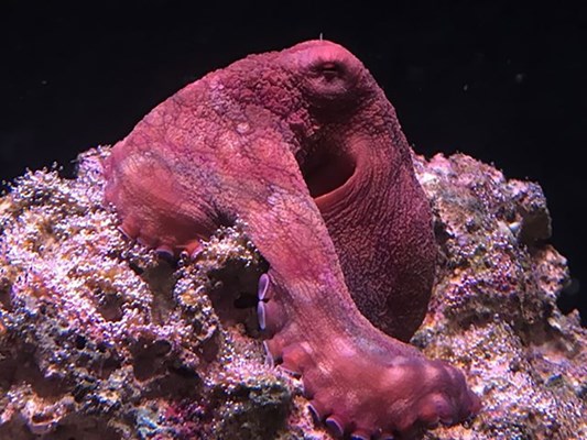 Aquarium - Octopus