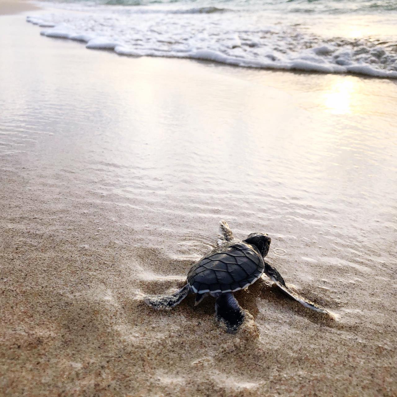 Don't miss out on a Turtle Eco-Education Tour