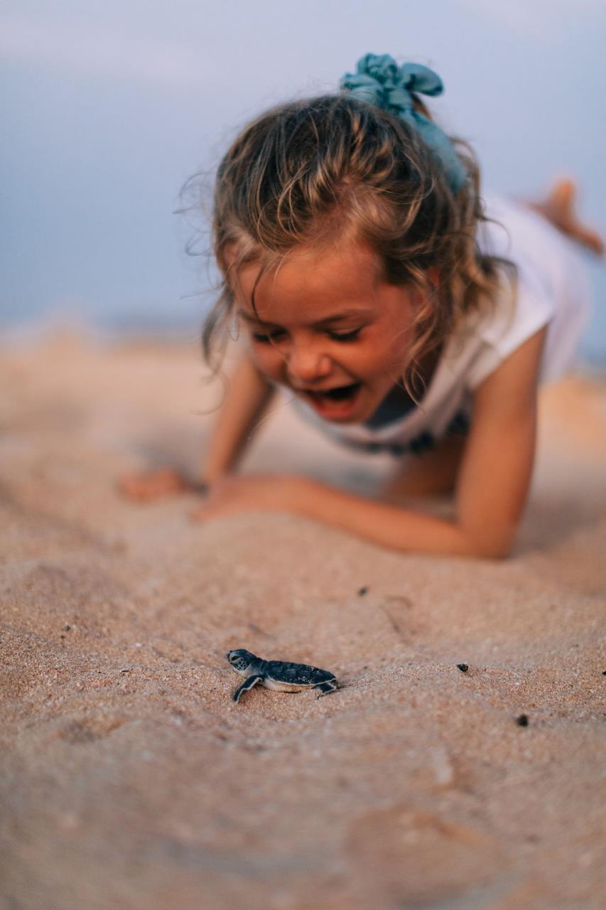 Turtles Hatching In Exmouth WA