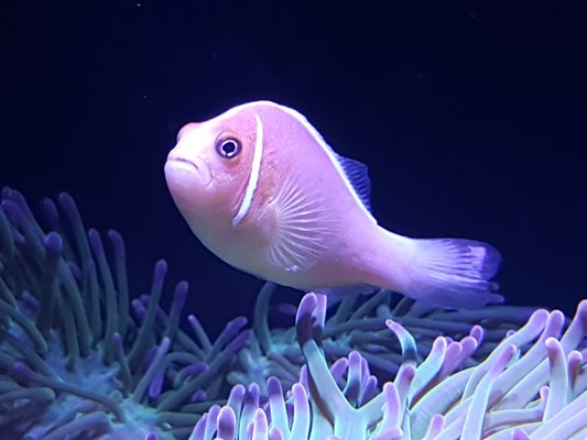 Aquarium - Clown Fish