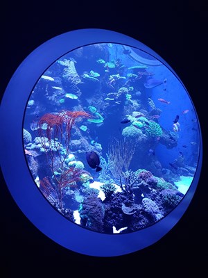 Aquarium - Reef Tank
