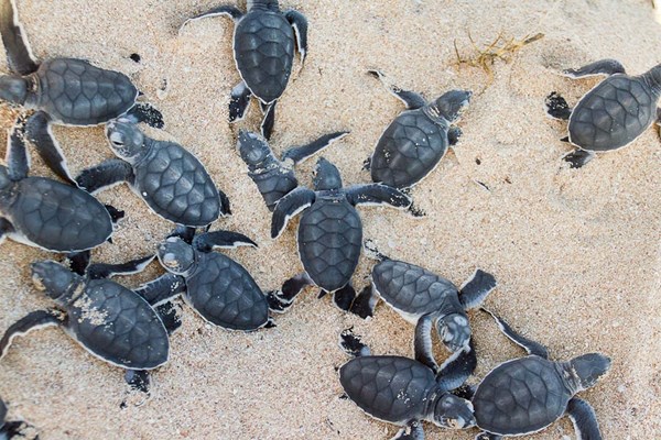 Ningaloo Visitor Centre - Turtle Hatching