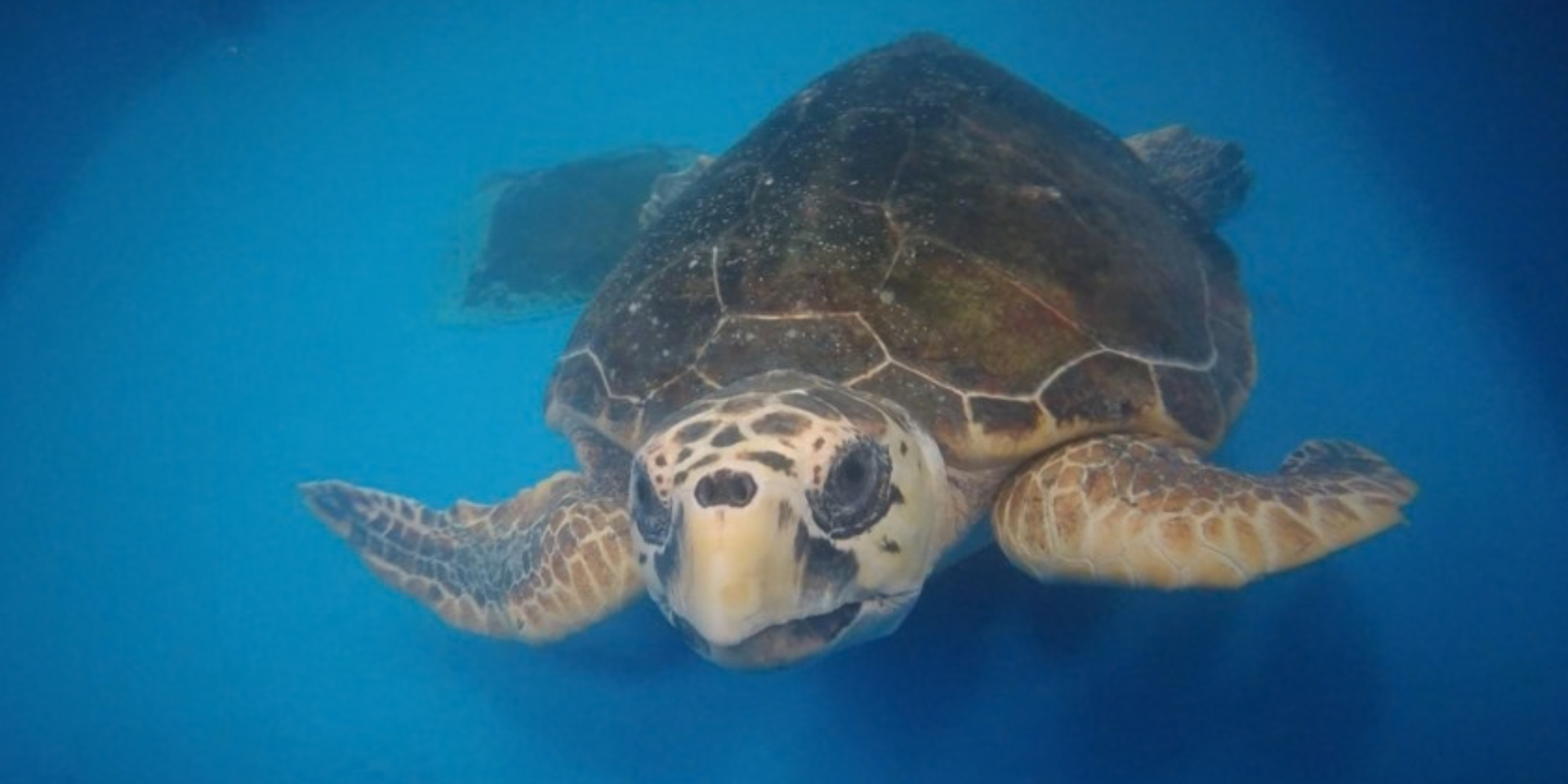 Rehab success for two Ningaloo Turtles